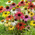  10 Rudbeckias En Mélange