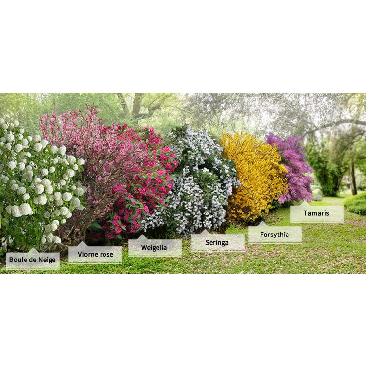  Collection Haie Des Quatre Saisons - 6 Arbustes