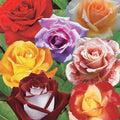  Collection De 7 Rosiers Buissons