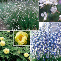  Collection De 4 Plantes Vivaces Aux Couleurs Tendres