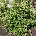  Magnolia Genie