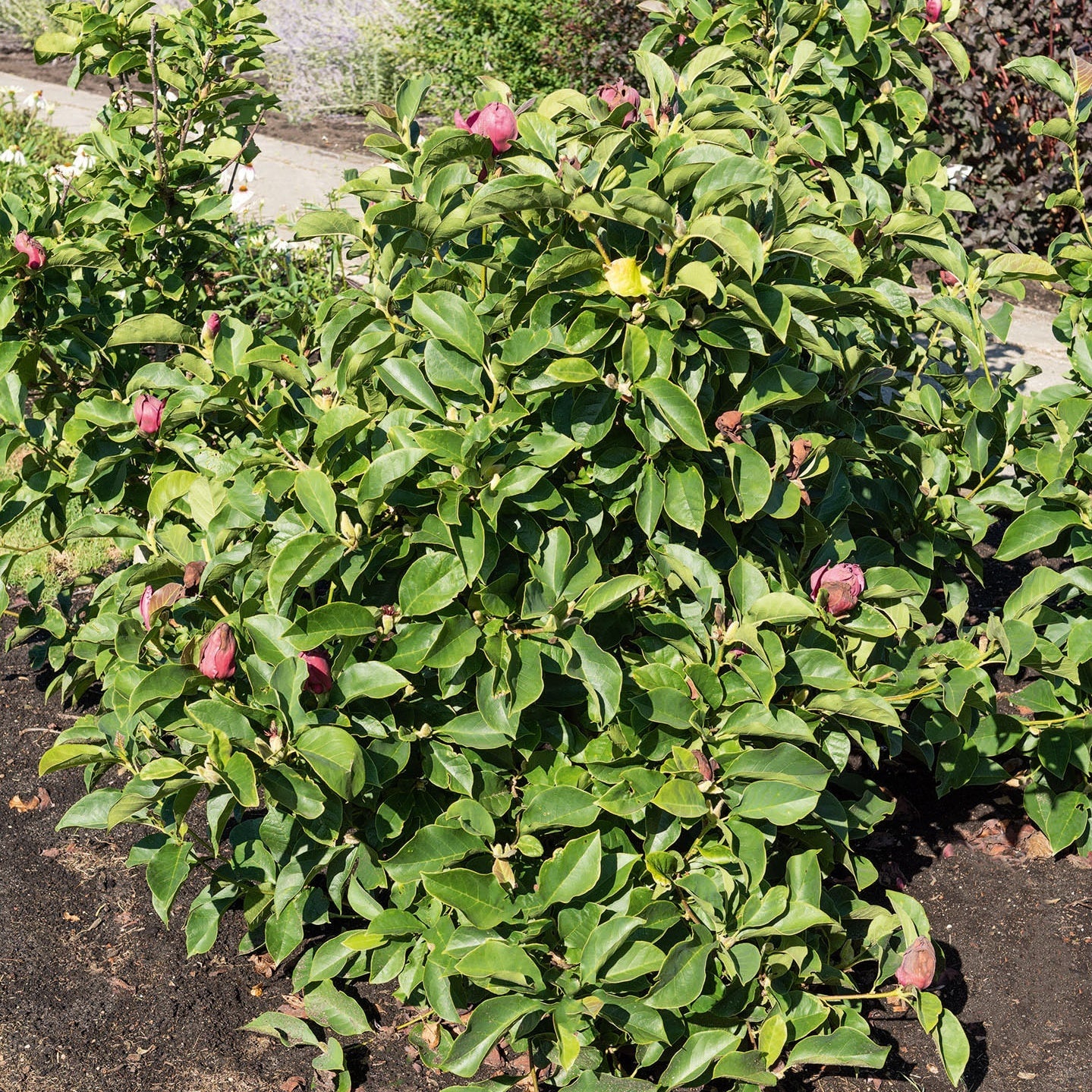  Magnolia Genie