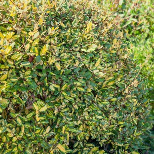  Eleagnus Pungens Maculata