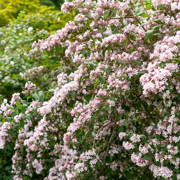  Buisson De Beauté Pink Cloud