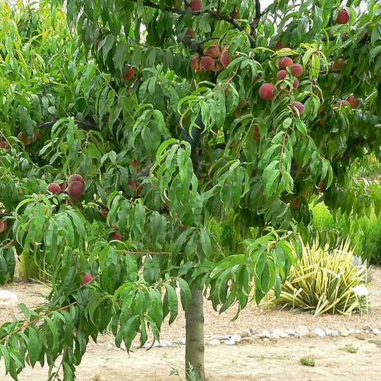  Pêcher Dixired