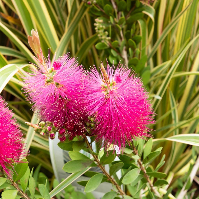  Callistemon Hot Pink - Rince-bouteille Rose