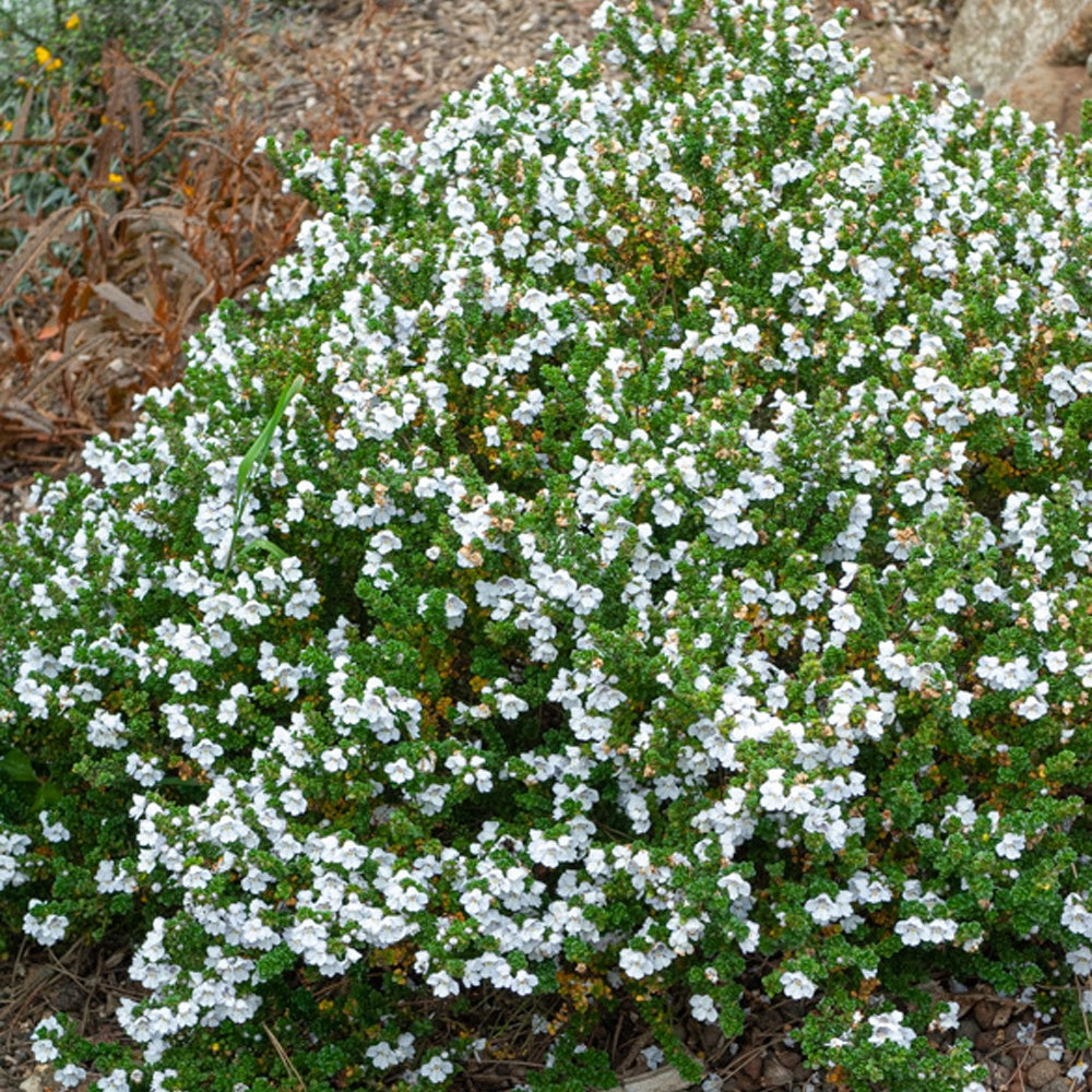  Menthe Australienne