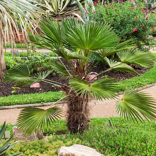  Collection De Trois Palmiers 'trachycarpus Wagnerianus'