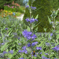  Caryopteris Heavenly Blue