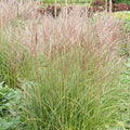  Eulalie Yaku Jima