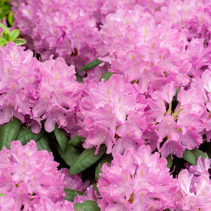  Rhododendron Roseum Elegans