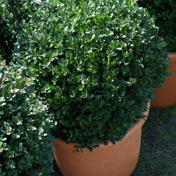 Houx Crénelé Boule Dark Green®