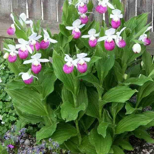  Orchidée Terrestre 'cypripède Royal'
