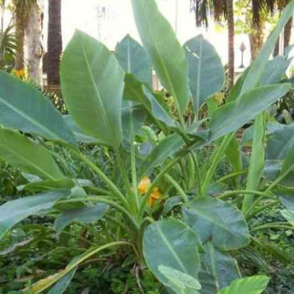  Bananier Nain Chinois 'Lotus D'or'