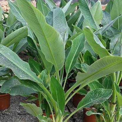  Bananier Nain Chinois 'Lotus D'or'
