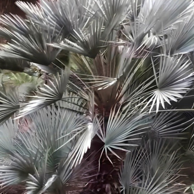  Palmier Nain 'Cerifera'