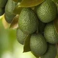  Avocatier 'Hass'