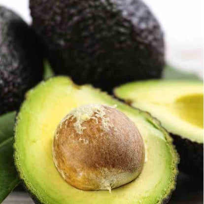  Avocatier 'Hass'