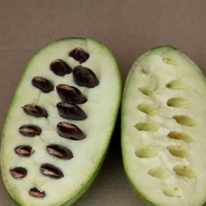  Asiminier Triloba