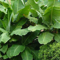  Bananier Nain 'Super Dwarf Cavendish'
