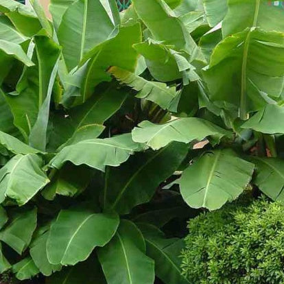  Bananier Nain 'Super Dwarf Cavendish'