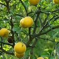  Citron Du Nord
