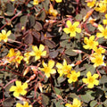  3 Oxalis Articulata Burgundy Yellow