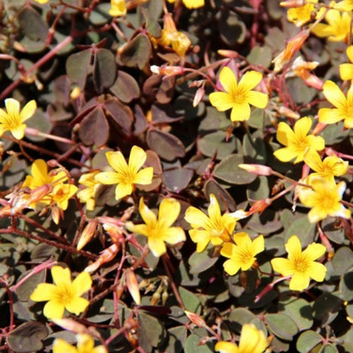  3 Oxalis Articulata Burgundy Yellow