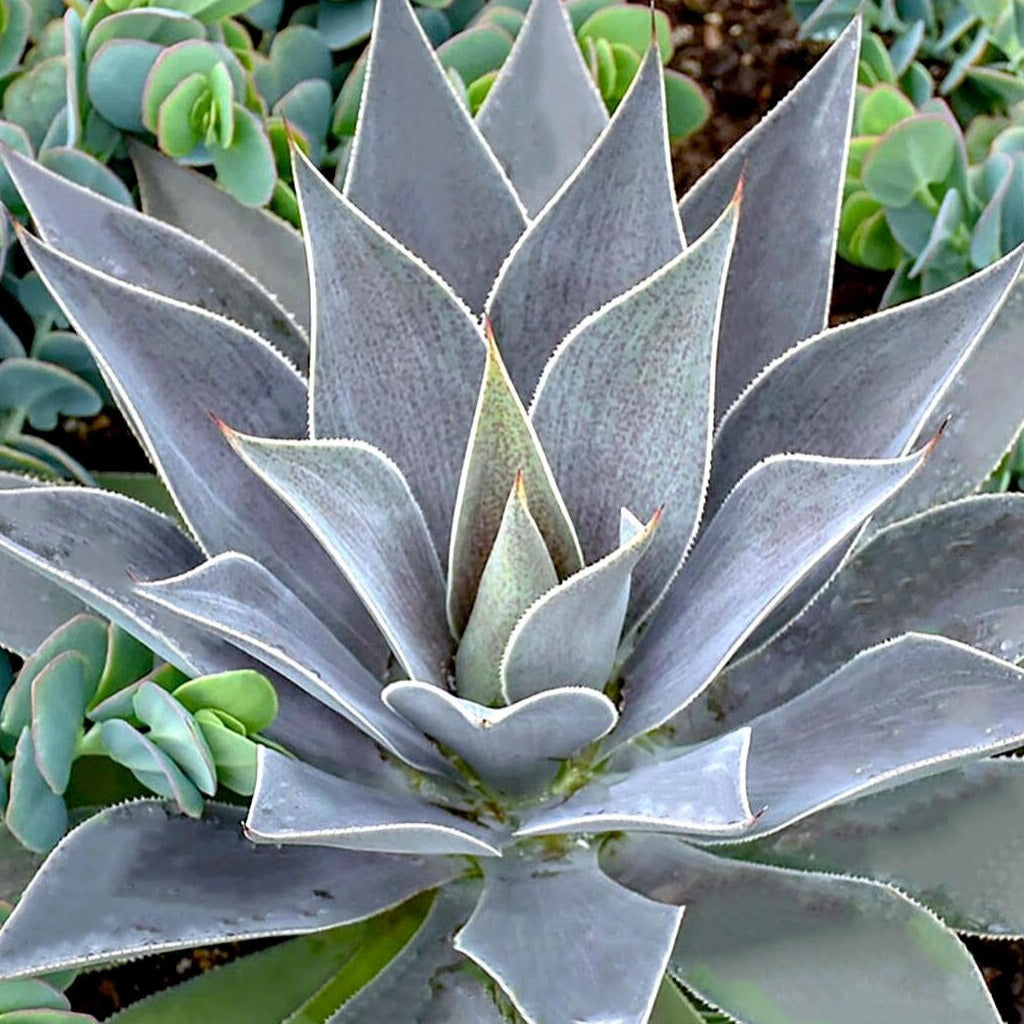  Mangave Lavender Lady 