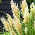  Herbe De La Pampa Tiny