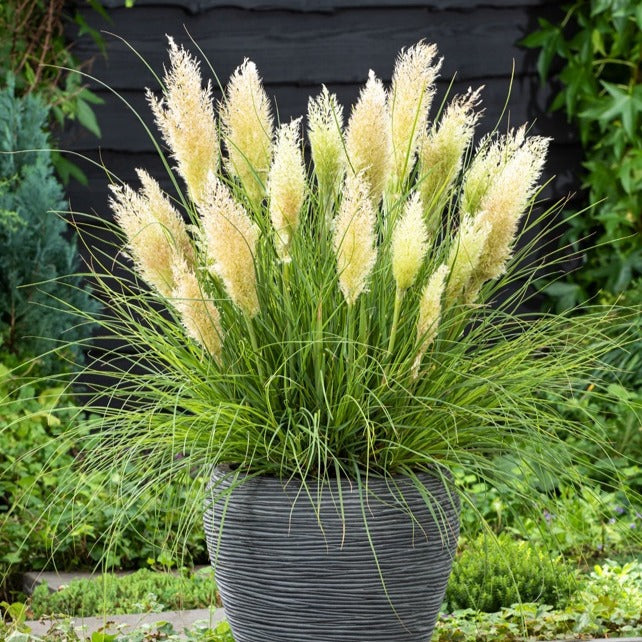 Herbe De La Pampa Tiny