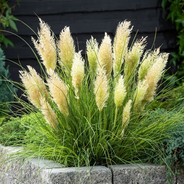  Herbe De La Pampa Tiny