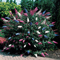  Arbre à Papillons Tricolore
