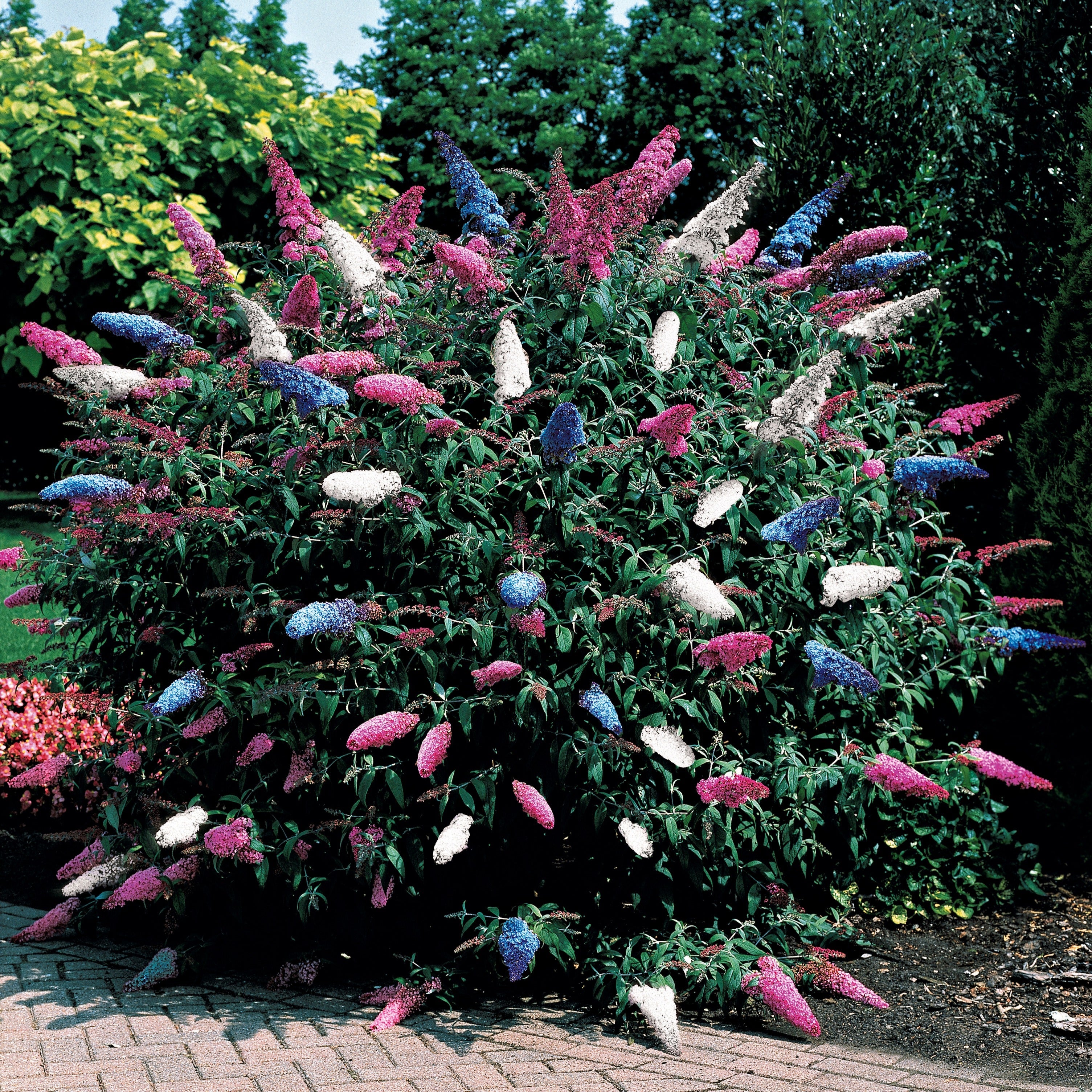  Arbre à Papillons Tricolore