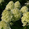  Hortensia Paniculé Magical® Candle