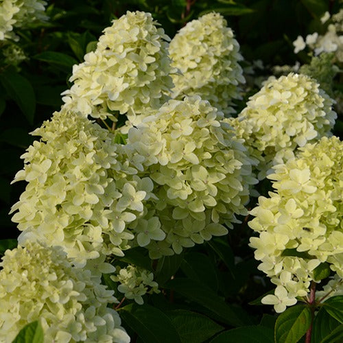  Hortensia Paniculé Magical® Candle