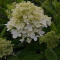  Hortensia Paniculé Magical® Sweet Summer