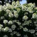  Hortensia Paniculé Great Star® Le Vasterival