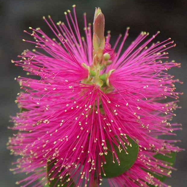  Callistemon Hot Pink - Rince-bouteille Rose