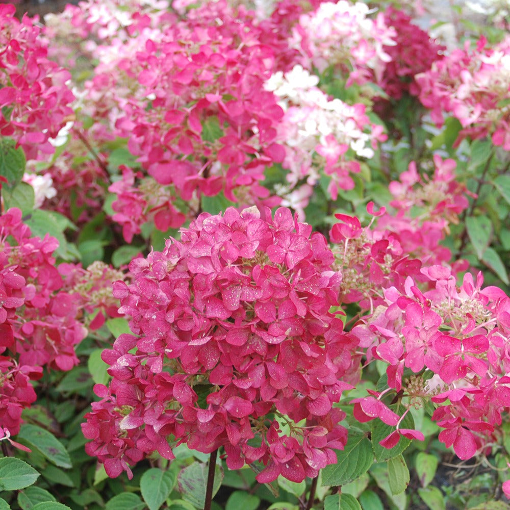  Hortensia Paniculé Diamant Rouge