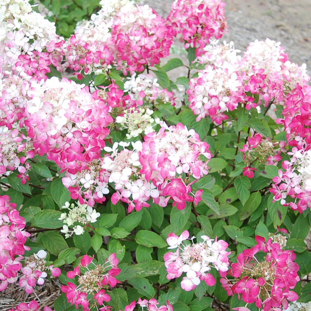  Hortensia Paniculé Diamant Rouge