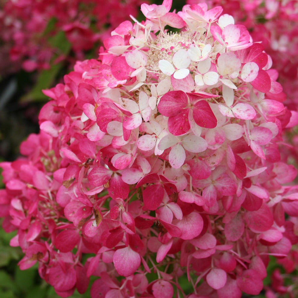  Hortensia Paniculé Diamant Rouge