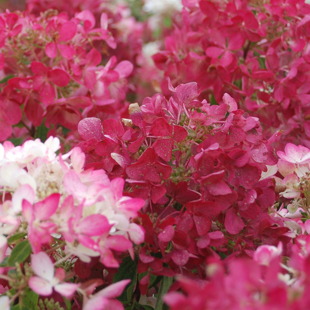  Hortensia Paniculé Diamant Rouge