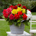  Bégonias Doubles En Mélange