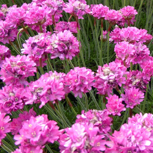  3 Gazons D'Espagne Rosea Compacta