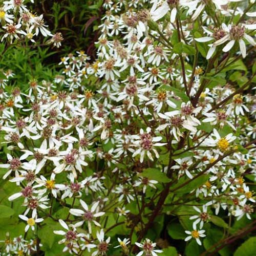  3 Astères à Grandes Feuilles Albus