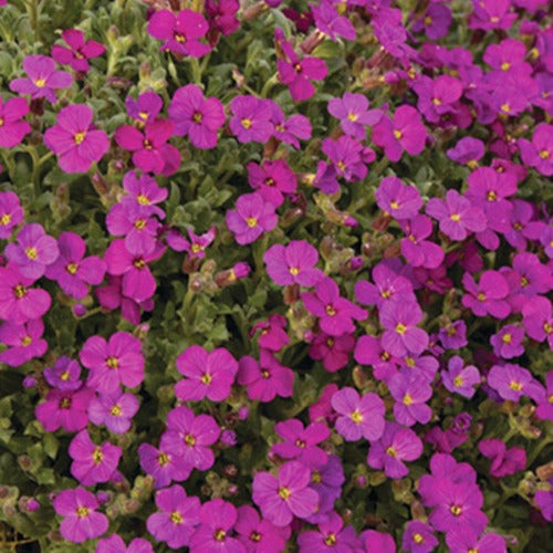  3 Aubriètes Regado Red