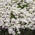  3 Aubriètes Regado White