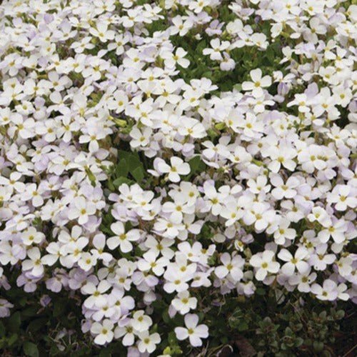  3 Aubriètes Regado White