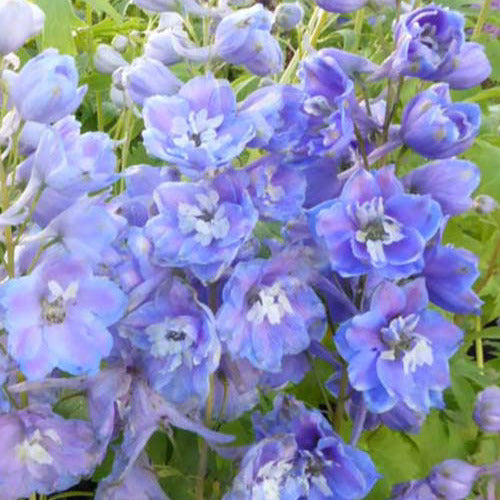  3 Delphiniums Géants Camelliard